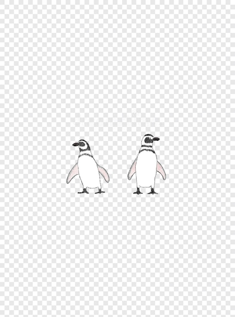 PSD penguins clear background psd