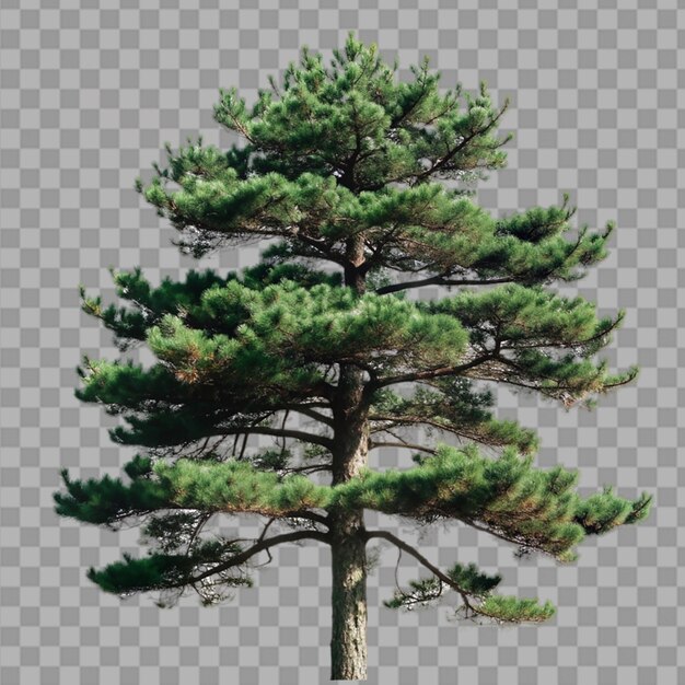 PSD pine tree on transparent background