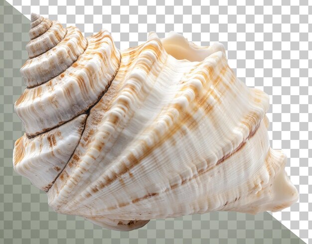 PSD png spiral seashell resting on a smooth surface