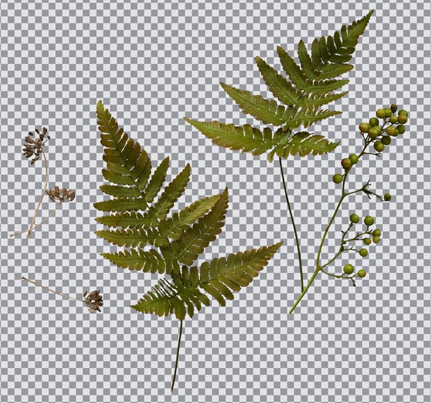 PSD pressed fern and berries