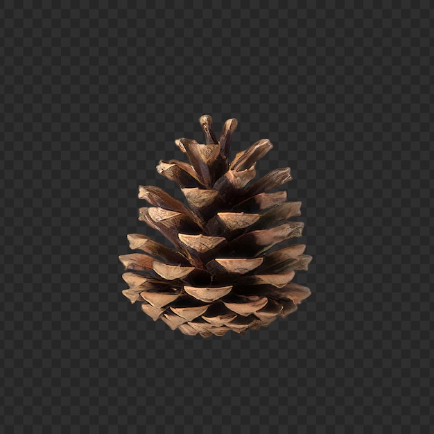 PSD realistic pinecone on transparent background