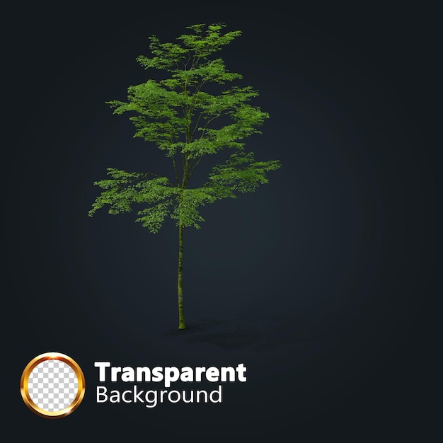 PSD realistic tree transparent with an isolated image of single isometric tree png
