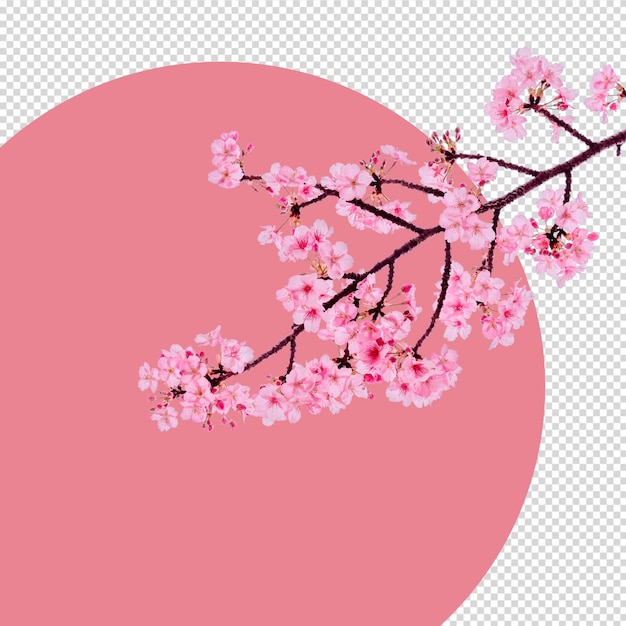 PSD sakura isolated. cherry blossom psd.