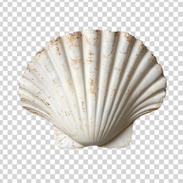 PSD scallop shell isolated on transparent background