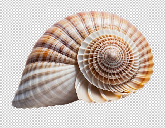 PSD a sea shell with a shell on a transparent background