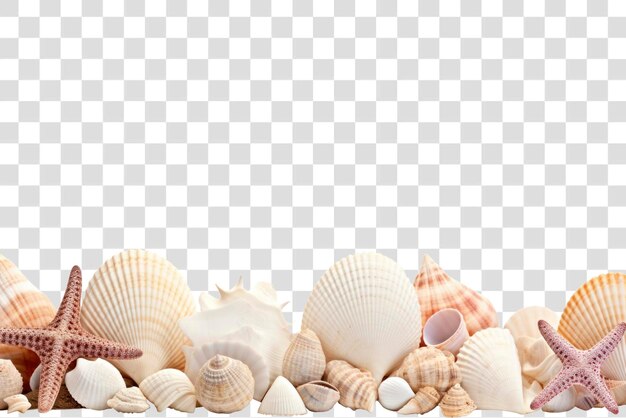 PSD seashells starfish transparent background