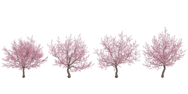 PSD set of cherry blossom trees on transparent background from the top view