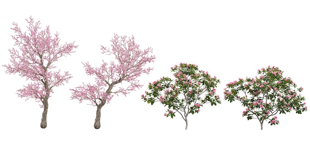 PSD set of oleandercherry blossom trees on transparent background