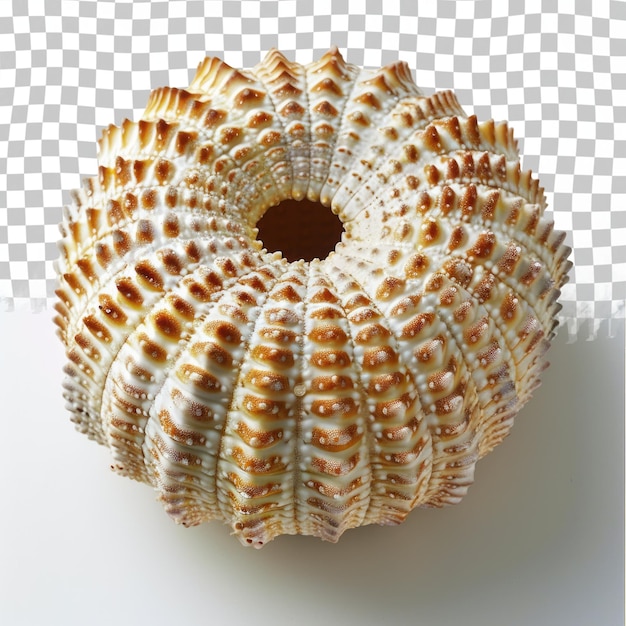 PSD a shell that is shaped like a shell