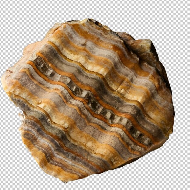 PSD a shell with a rough shell and the bottom half of it