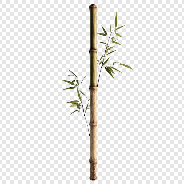 PSD single bamboo shoot