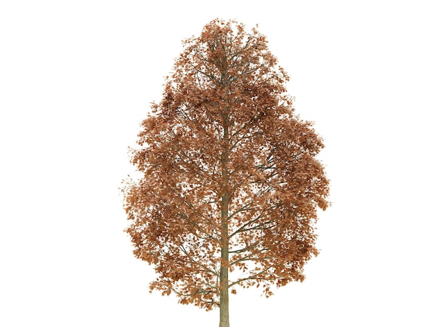 PSD a single tree with brown leaves on a transparent background