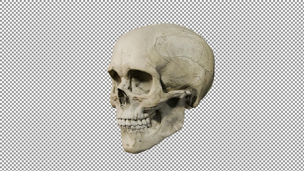 PSD a skull with a missing jaw and a missing jaw