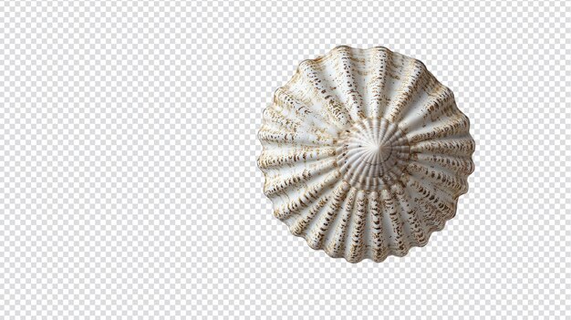 PSD a small seashell with a unique pattern perfect for coastal decor crafts and educational uses