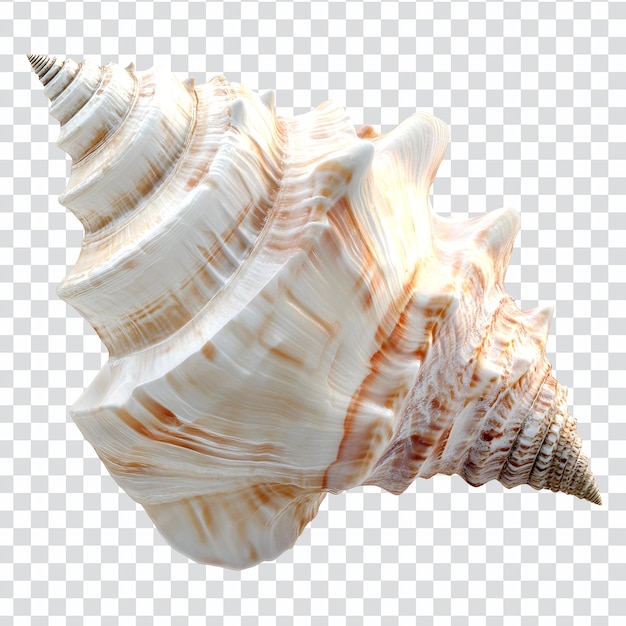 PSD spiral seashell with brown and white stripes