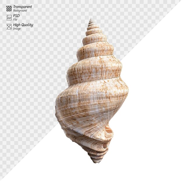PSD spiral seashell with natural texture and intricate patterns on transparent background