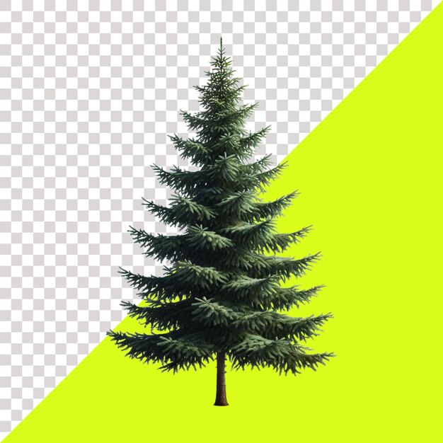 PSD spruce tree isolated on a transparent background
