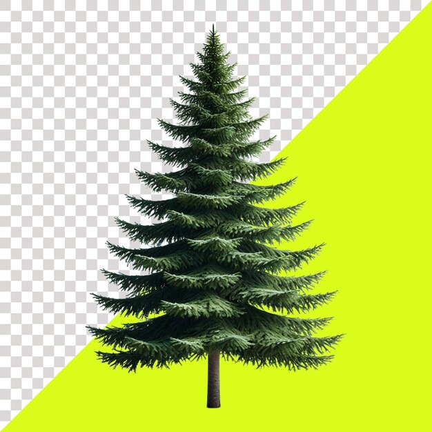 PSD spruce tree isolated on a transparent background
