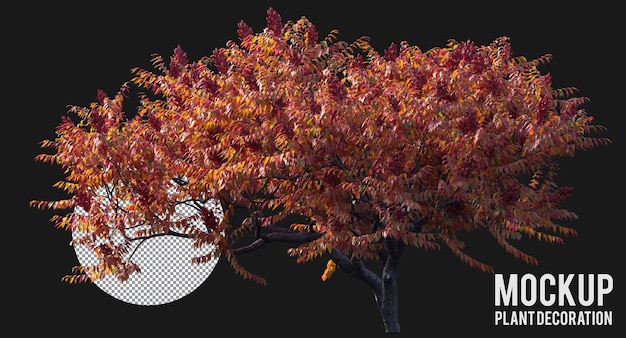 PSD staghorn sumac trees isolated, medium orange leaf trees clipping path