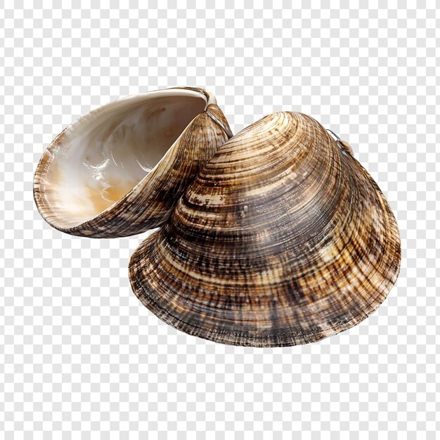 PSD striped seashell