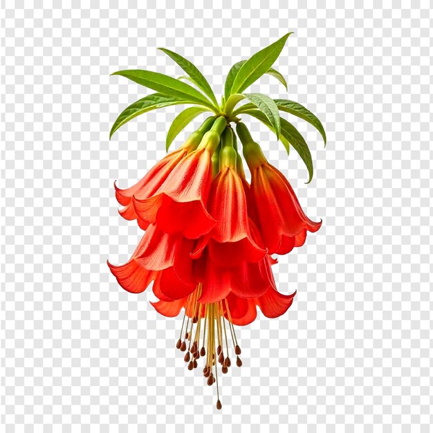 PSD stunning red flowers