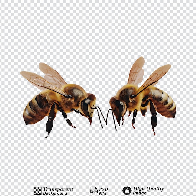 PSD three bees and hey comb isolated on transparent background
