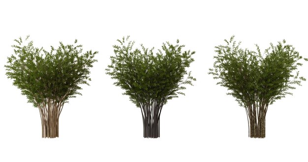 PSD three green bamboo trees on a black background