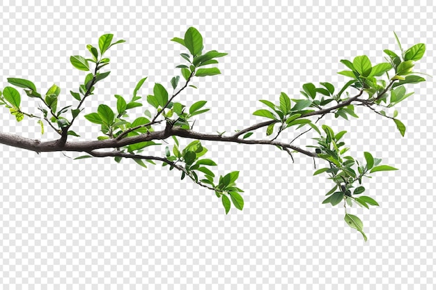PSD tree branch isolated on transparent background