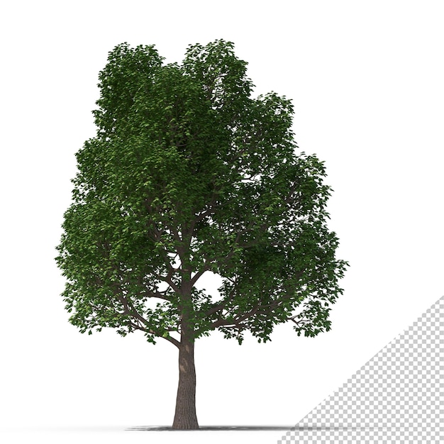 PSD tree png