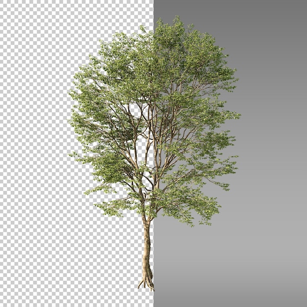 PSD a tree with a green leaf on it and the bottom half of it