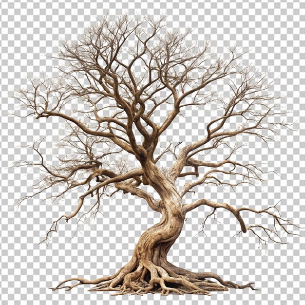 PSD twisted dead tree on transparent background