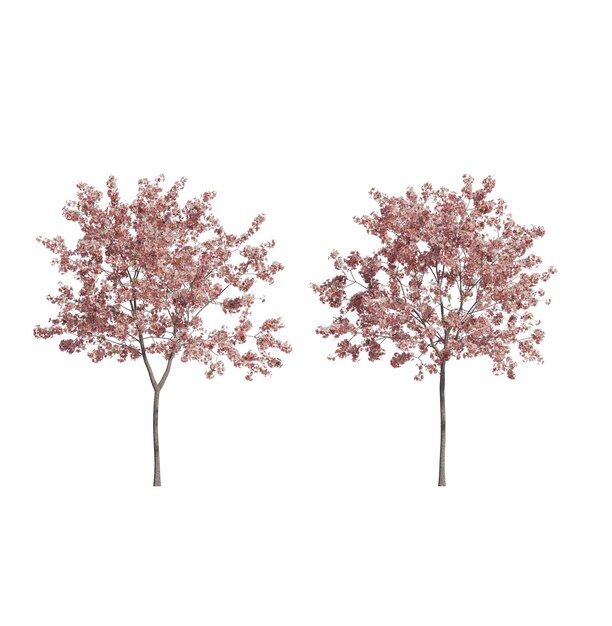 PSD two realistic pink cherry blossom trees isolated