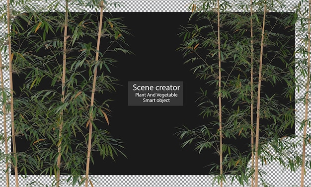 PSD varieties of bamboo plants isolated bamboo clipping path