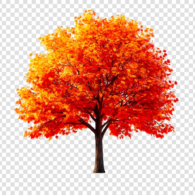 PSD vibrant autumn maple tree isolated on white background