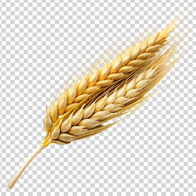 PSD a wheat stalk with its head facing on transparent background