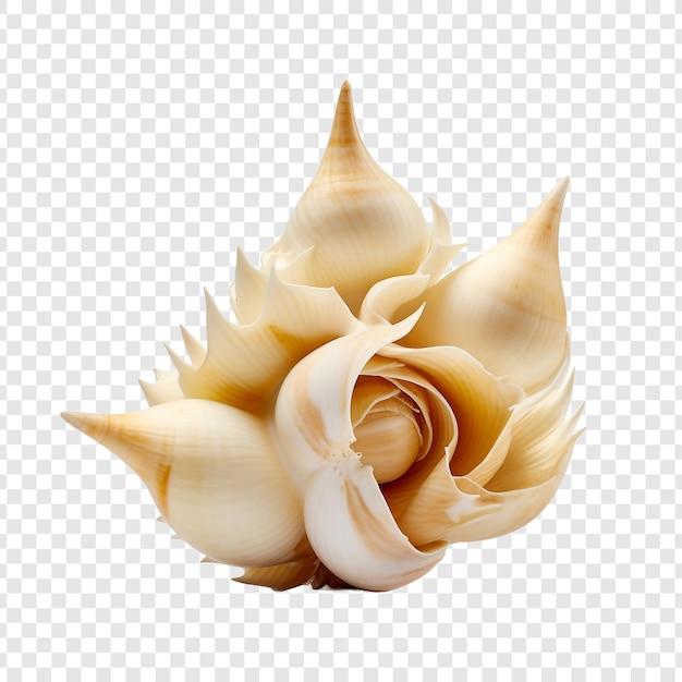 PSD whelk isolated on transparent background