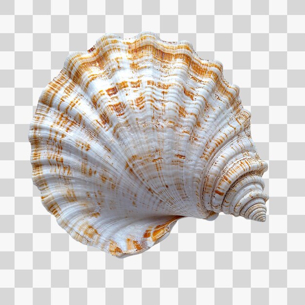PSD white seashell closeup perfect for summer designs and beachthemed projects