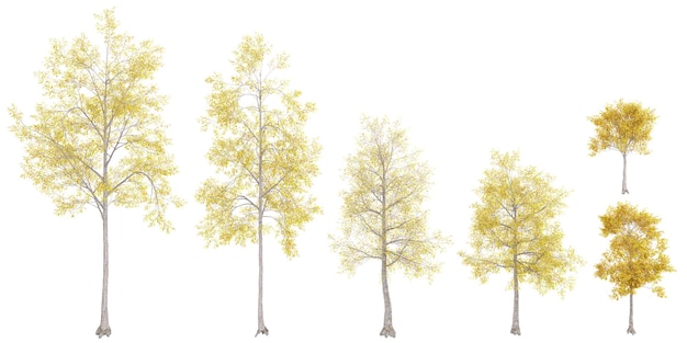 PSD willow oak plants isolated white background