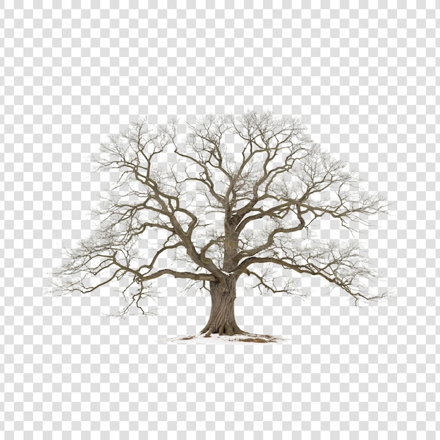 PSD winter oak tree with bare branches on transparent background