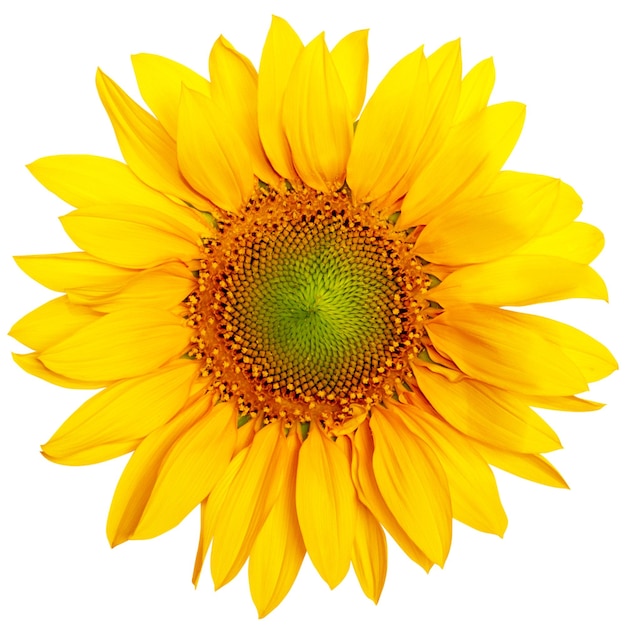 PSD yellow sunflower on empty background