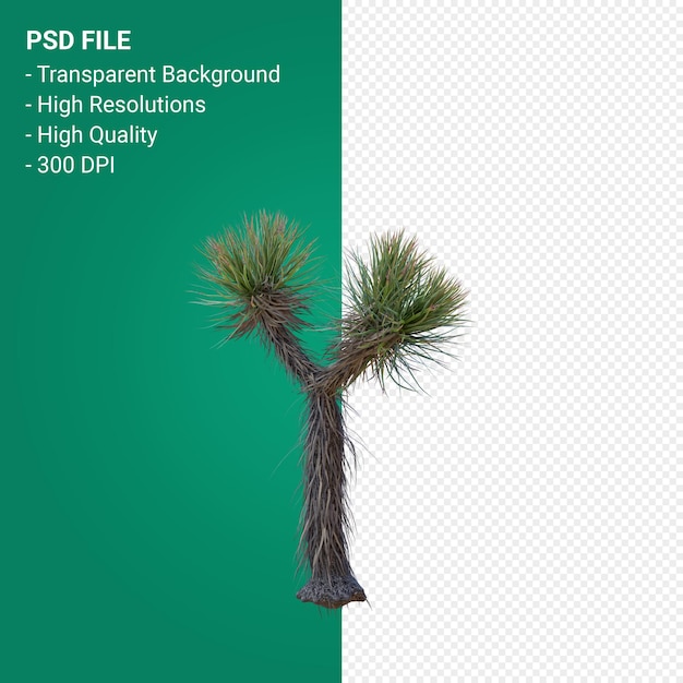 PSD yucca brevifolia 3d render isolated 