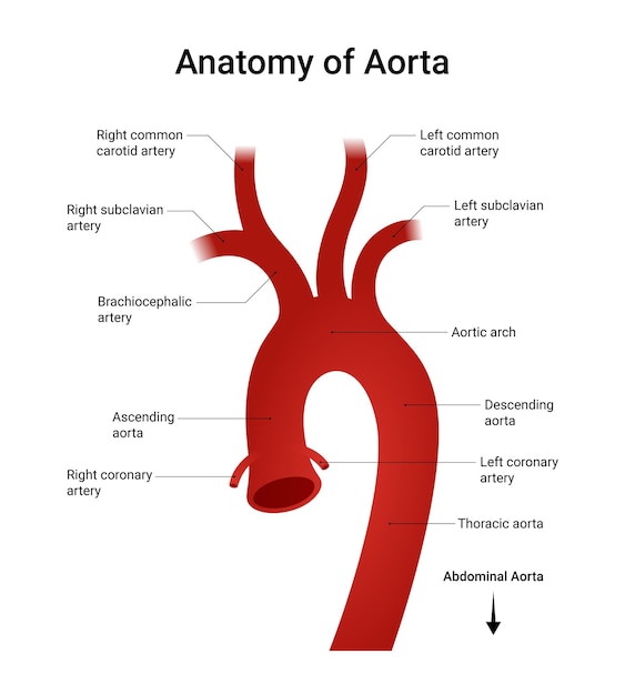 Vector anatomic diagram of the aorta