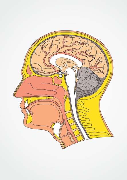 Vector anatomical illustration of the human brain and head