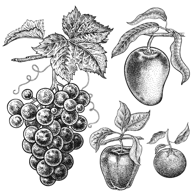 Vector apple mango mandarin grapes realistic hand drawing