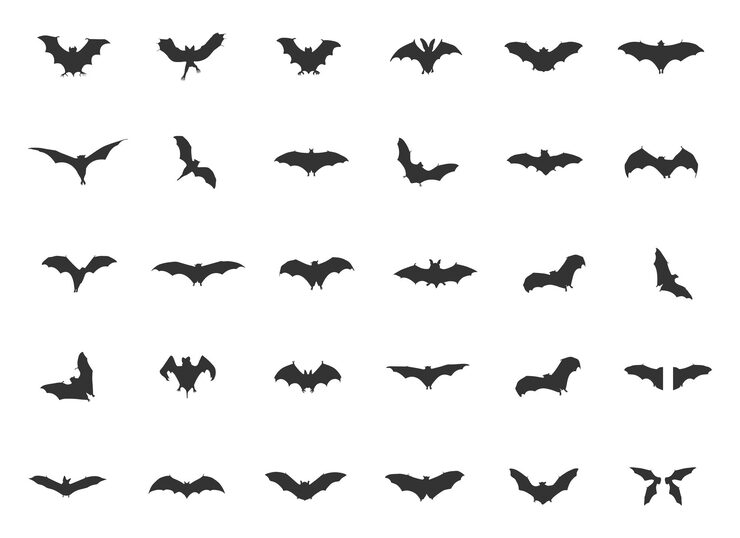 Vector bat silhouettes bats icon halloween bat silhouettes bats svg scary bats silhouette bat vector bats