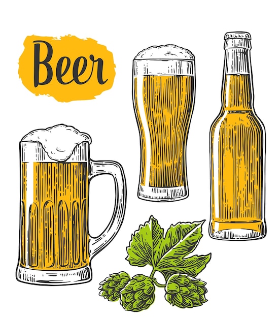 Vector beer glass mug bottle hop vector vintage engraved illustration isolated on white background