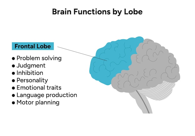 Vector brain functions by lobe frontal lobe
