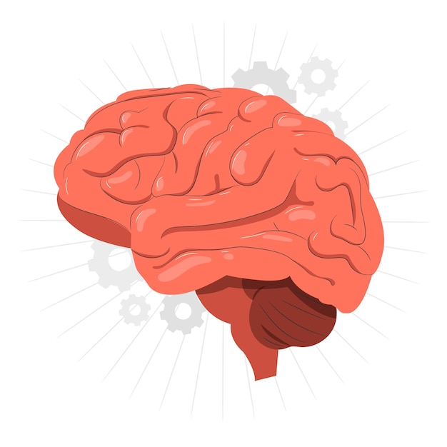 Vector brain organ  concept illustration