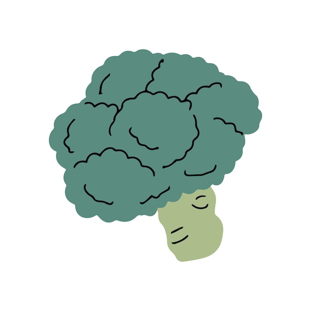 Vector broccoli cabbage on a white background