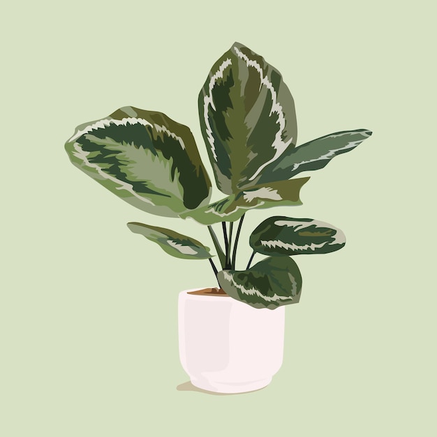 Vector calathea plant collage element vector illustration